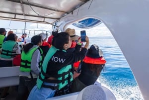 Observação de baleias na baía de Samaná + Cayo Levantado e El Limón