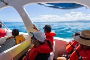 Observação de baleias na baía de Samaná + Cayo Levantado e El Limón