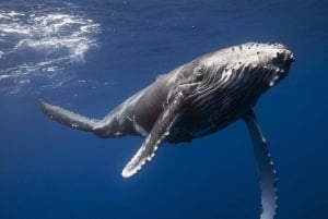 Observação de baleias na baía de Samaná + Cayo Levantado e El Limón