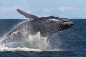 Samana: Bay of Samana Whale Watching Experience