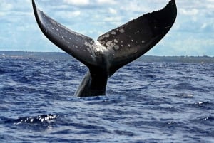 Samaná: Catamaran Cruise with Bacardi Island Visit