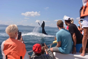 Samana : Visite de la ville + Observation des baleines + Cayo Levantado