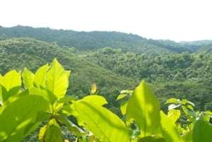 Samaná: El Limón Waterfall Horseback Riding Tour