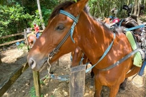 Samana von Punta Cana aus: Cayo Levantado & El Limon Wasserfall