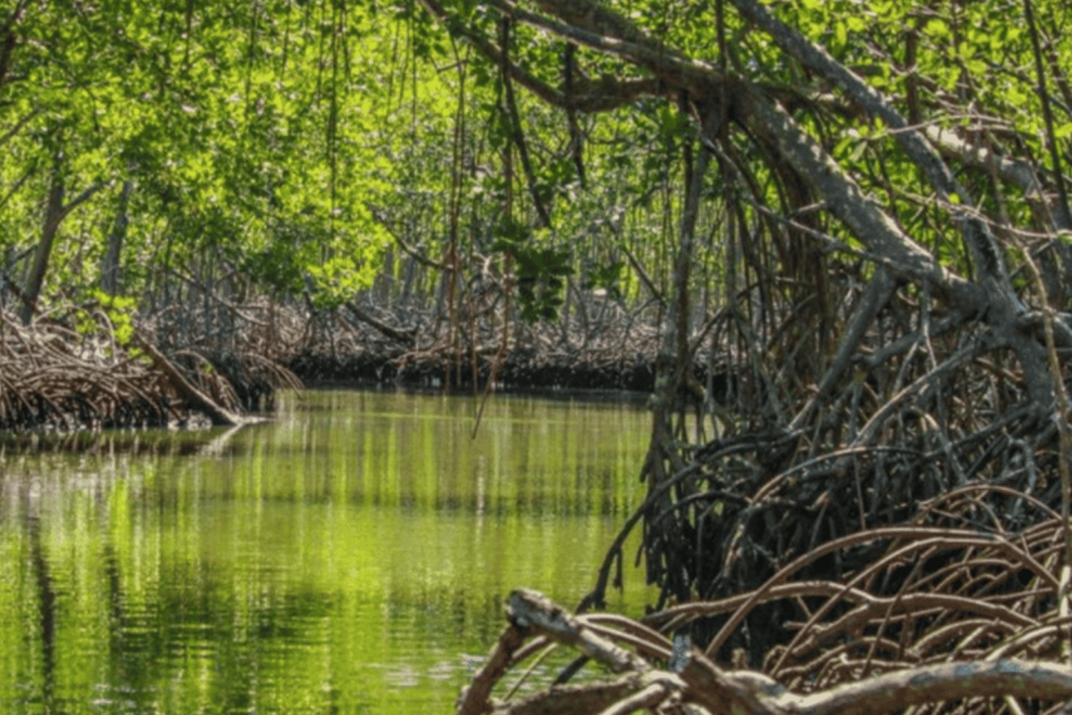 Samana: Los Haitises, Caño Hondo, Kayak Tour with Lunch