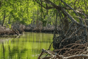 Samana: Los Haitises, Caño Hondo, wycieczka kajakiem z lunchem