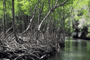 Samana: Los Haitises, Caño Hondo, wycieczka kajakiem z lunchem