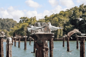 Samana: Los Haitises, Caño Hondo, Kayak Tour with Lunch