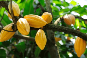 Samana: Los Haitises National Park & Cayo Levantado Tour