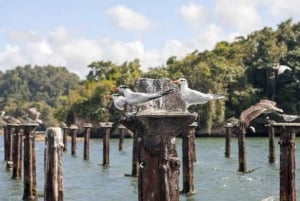 Samaná: Los Haitises National Park Guided Boat Tour & Lunch