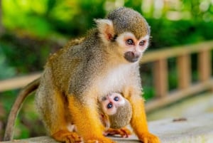 Samaná : Monkeyland et visite en camion du Safari en plein air