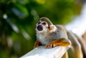 Samaná : Monkeyland et visite en camion du Safari en plein air