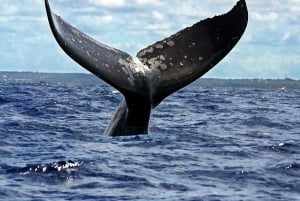 サマナ：貸切カタマランで楽しむホエールウォッチングツアー（ドリンク付き）