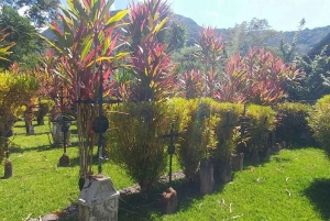 Samaná: Private Early-Morning Trek to El Limón Waterfall