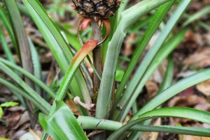 Samana: Private Los Haitises Expedition Caves & Mangroves