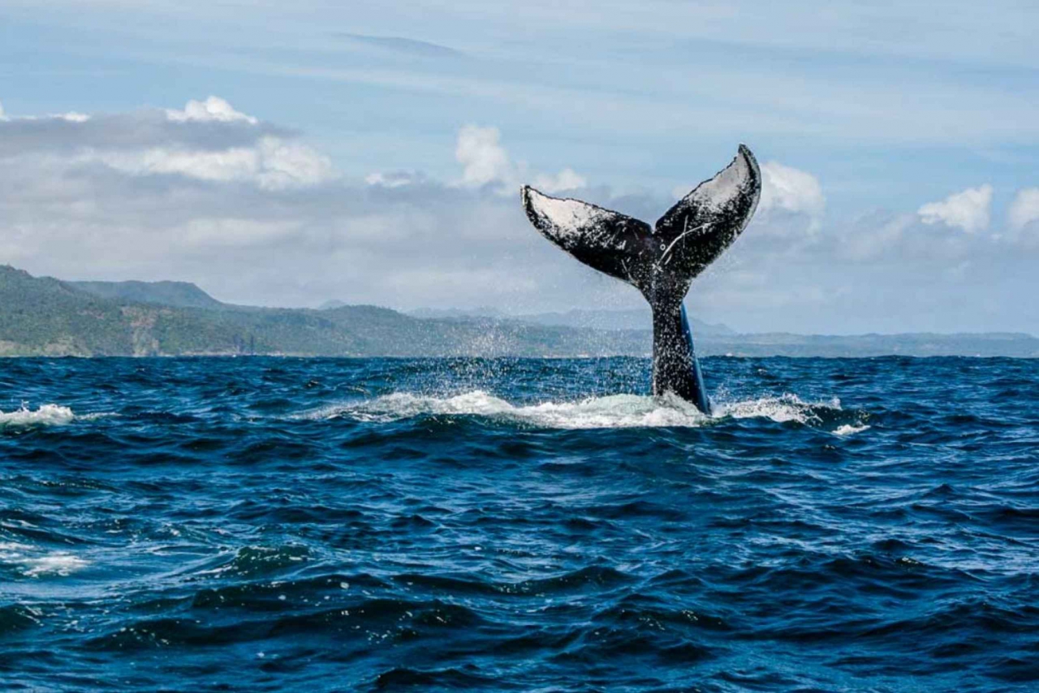 Samana: Private Whale Watching Half Day Trip