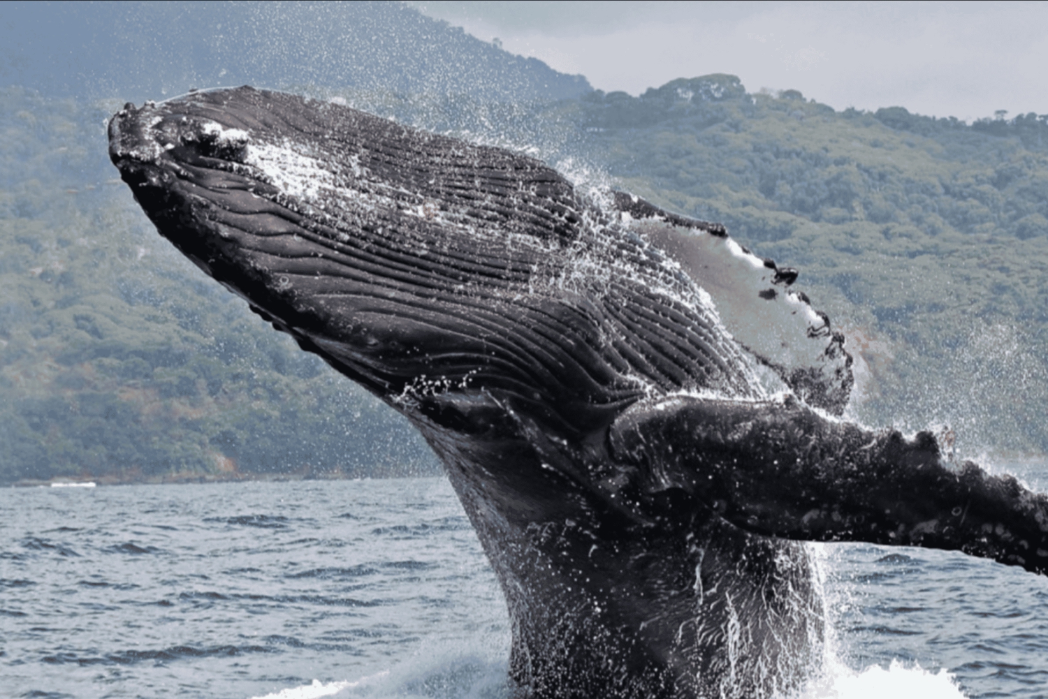 Samana: Private Whale Watching Half Day Trip
