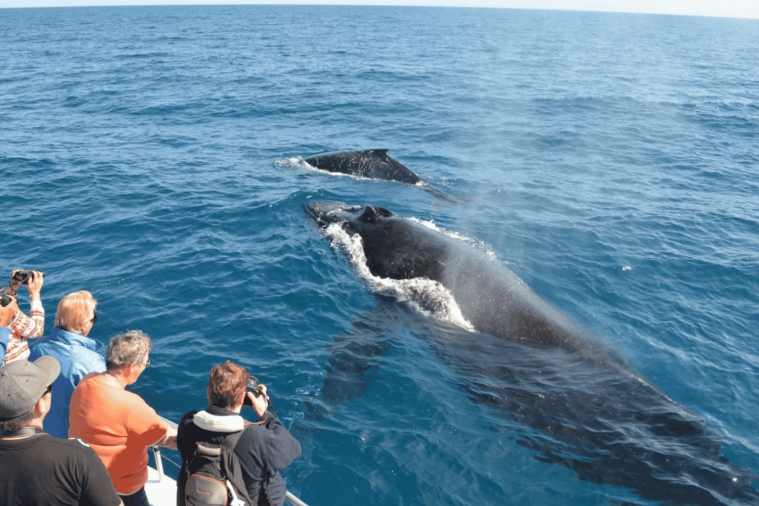 Samana: Private Whale Watching Half Day Trip