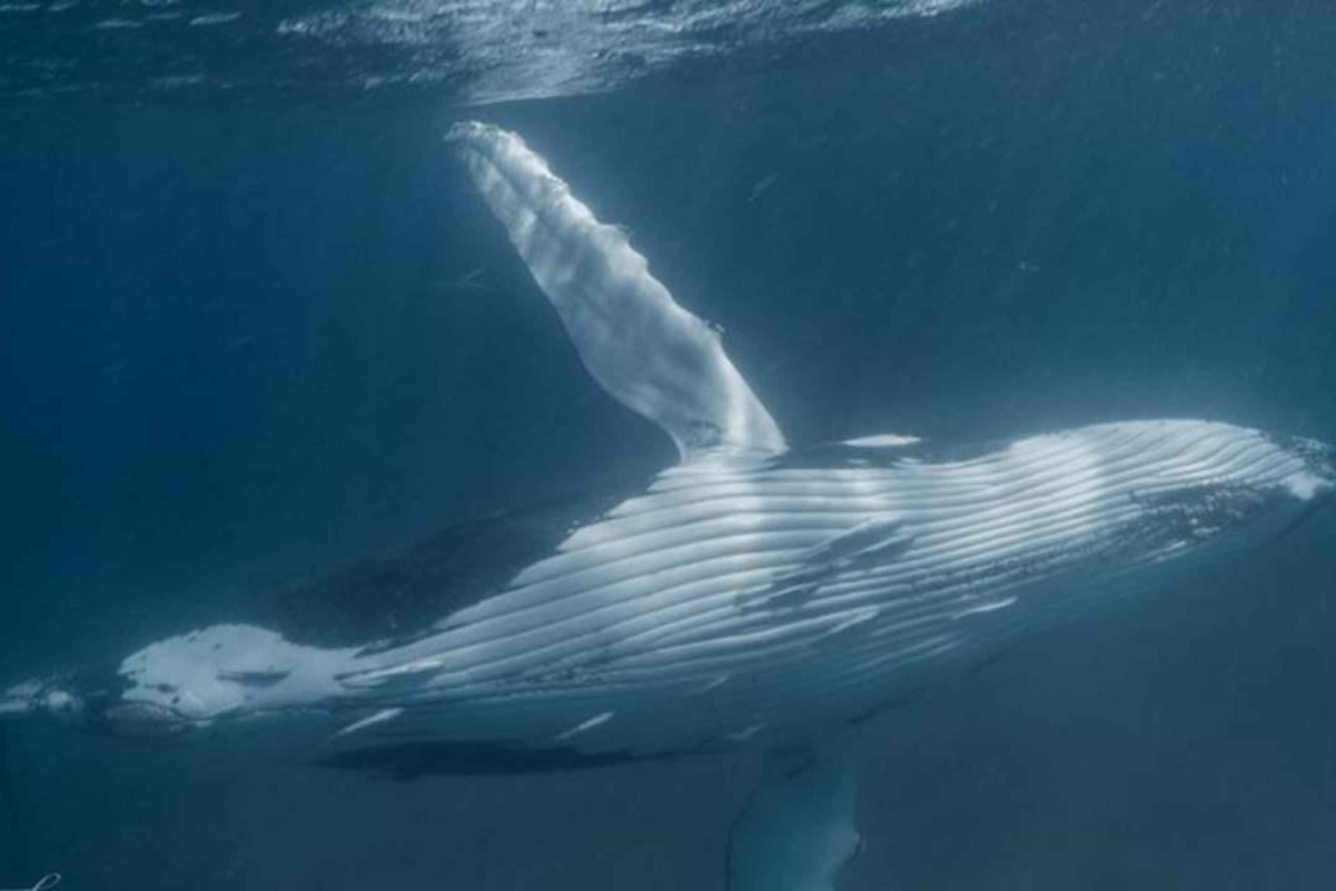 Samaná: Samaná Bay Whale Watching Tour with Drinks