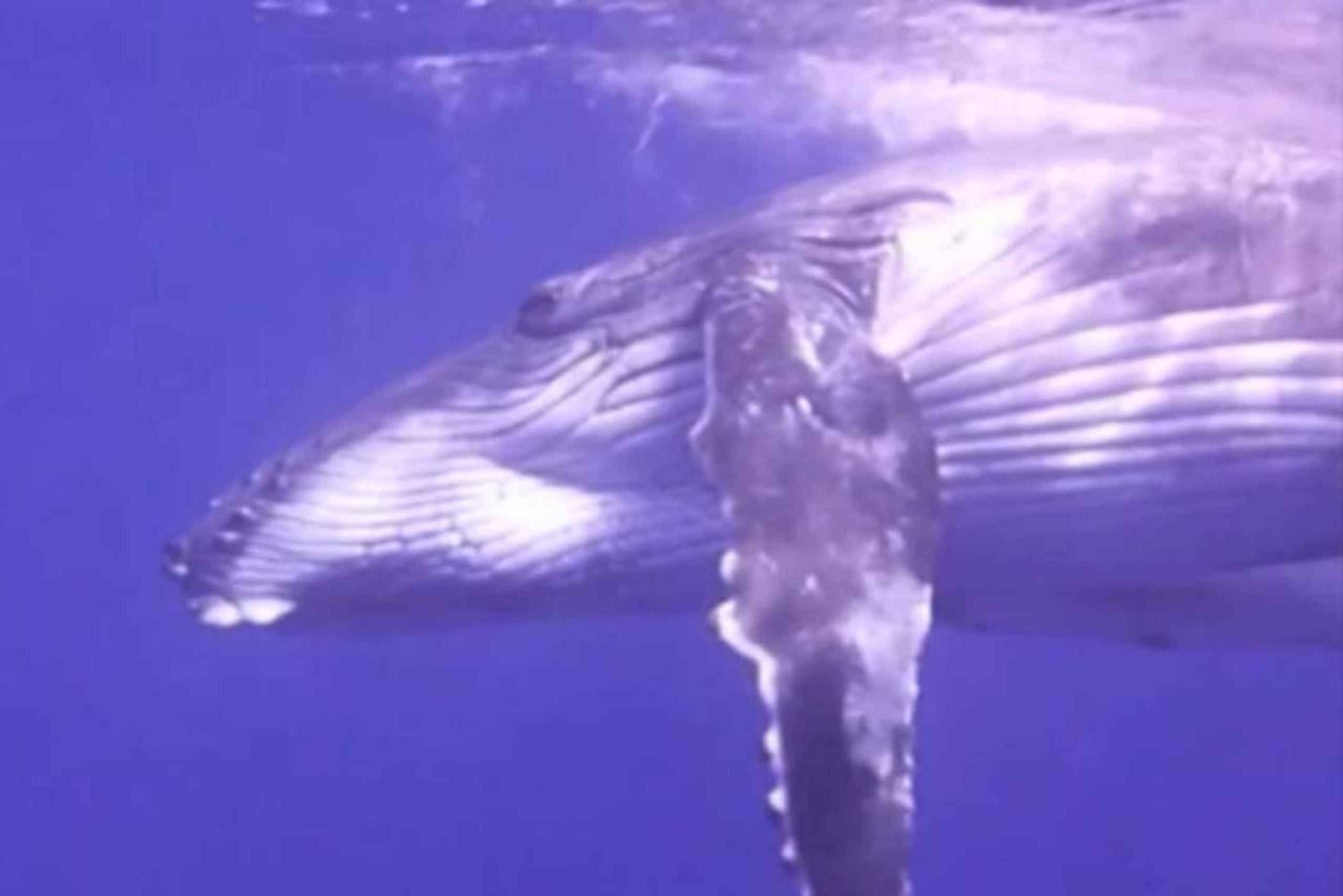 Samaná: Samaná Bay Whale Watching Tour with Drinks