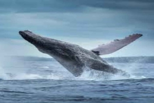 Samaná: Samaná Bay Whale Watching Tour with Drinks