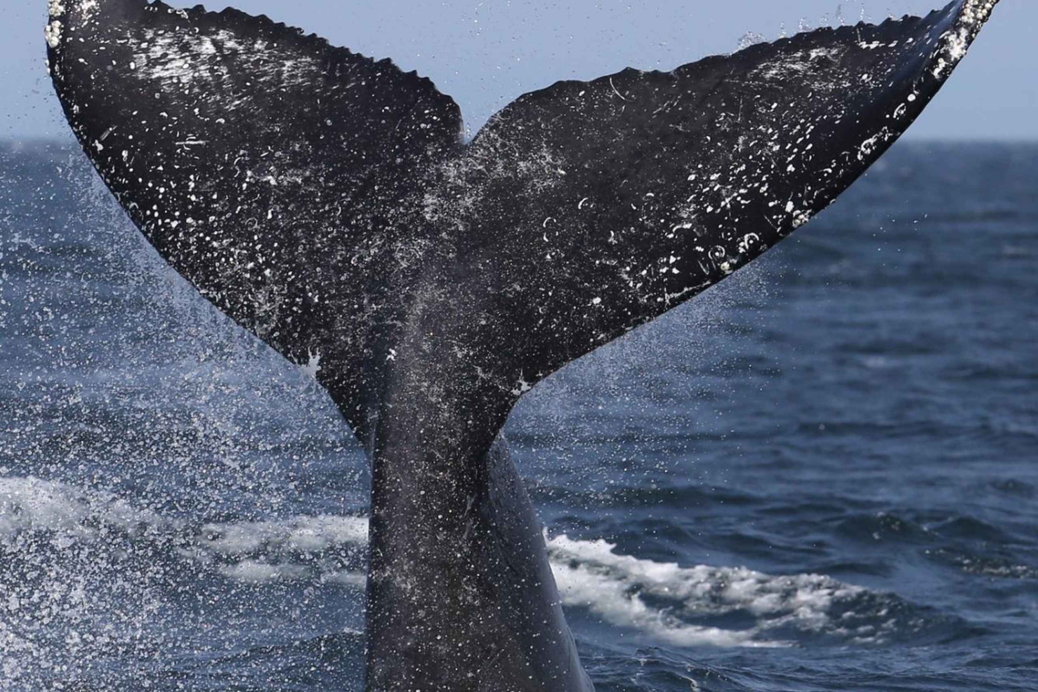 Samaná: Whale, Cayo Levantado, & Kayak in Samaná Bay Tour