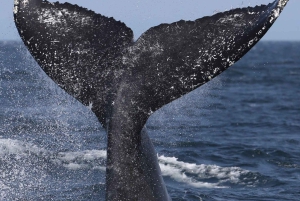 Samaná: Whale, Cayo Levantado, & Kayak in Samaná Bay Tour