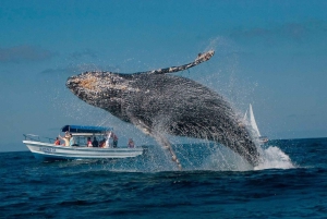 Samaná: Whale, Cayo Levantado, & Kayak in Samaná Bay Tour