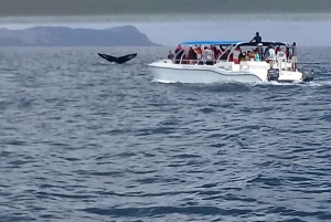 Samaná: Whale, Cayo Levantado, & Kayak in Samaná Bay Tour