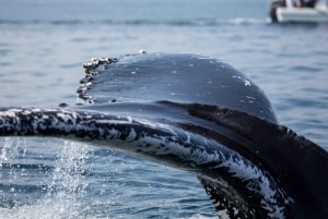 Samaná: Whale Watch, Cayo Levantado & Limón Waterfall Tour