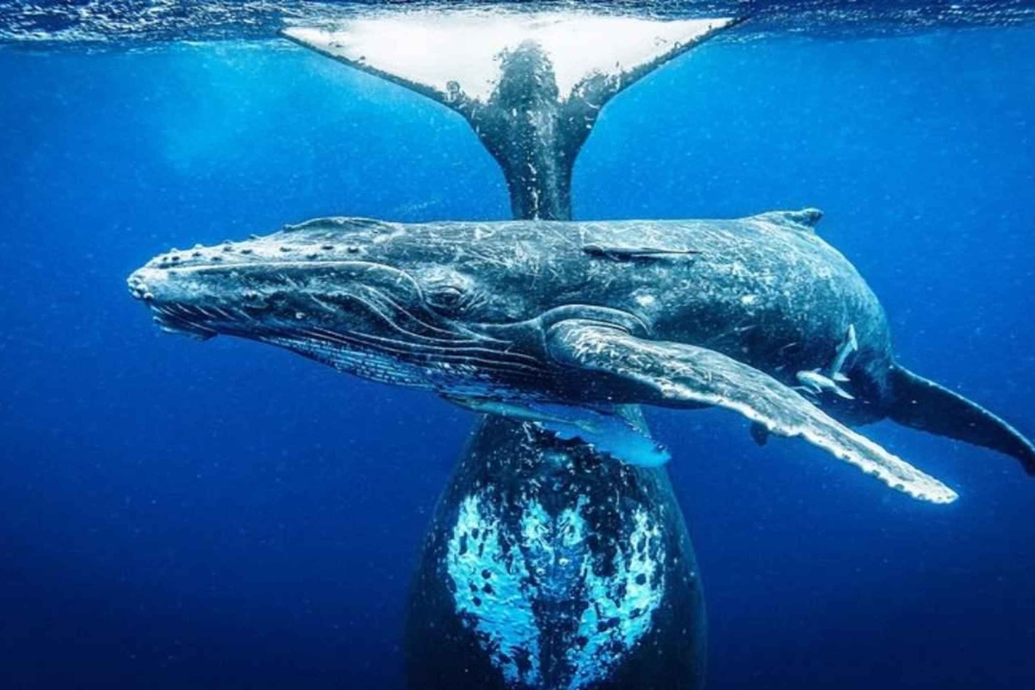 Samaná: Whale Watching and Cayo Levantado Day Trip