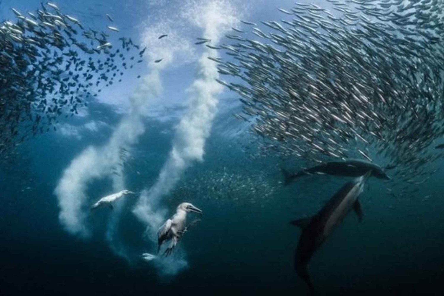 Samaná: Whale Watching and Cayo Levantado Day Trip