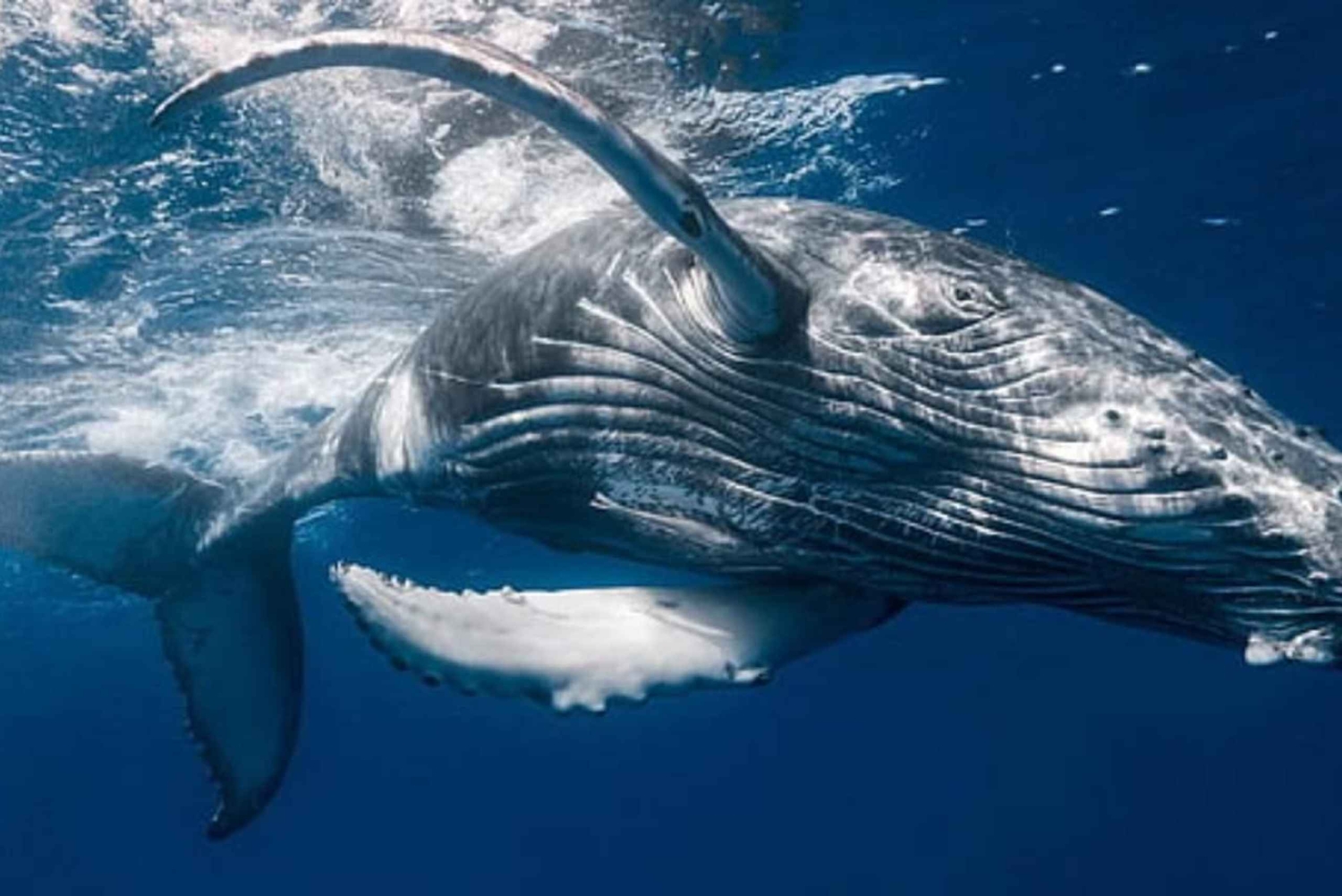 Samaná: Whale Watching and Cayo Levantado Day Trip