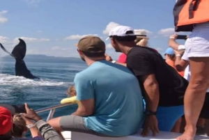 Samaná: Whale Watching and Cayo Levantado Day Trip