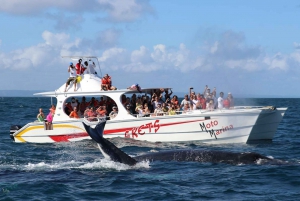 Samana: Observação de baleias e passeio de dia inteiro em Cayo Levantado