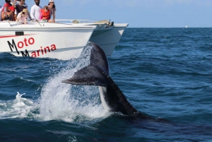 Samana: Observação de baleias e passeio de dia inteiro em Cayo Levantado