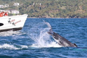 Samana: Observação de baleias e passeio de dia inteiro em Cayo Levantado