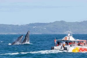 Samanà: tour di un giorno con avvistamento delle balene e Cayo Levantado