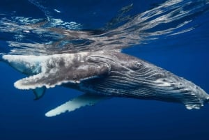 Samanà: tour di un giorno con avvistamento delle balene e Cayo Levantado