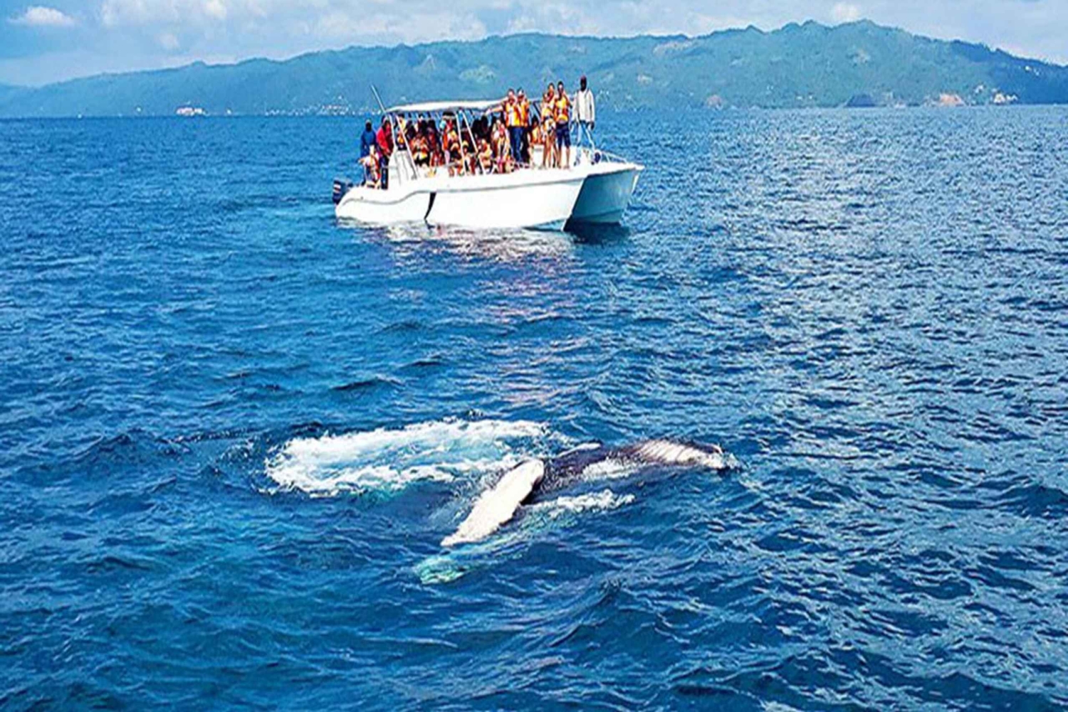 Samaná: Valskådning och rundtur på ön Cayo Levantado