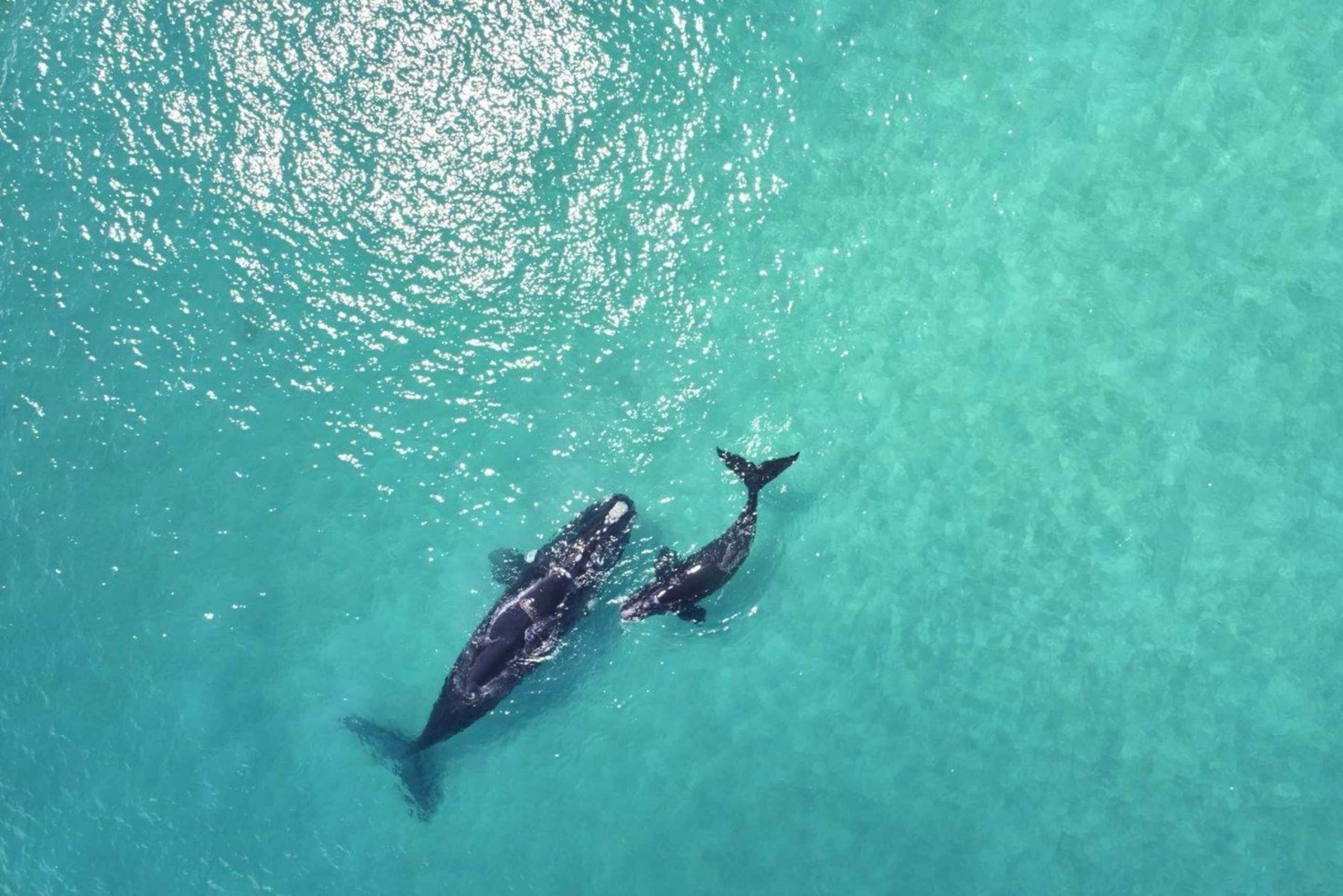 Samaná: Whale Watching and Cayo Levantado Island Tour