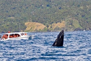 Samaná: Whale Watching and Cayo Levantado Island Tour