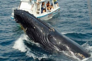 Samaná: Whale Watching and Cayo Levantado Island Tour