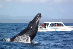 Samaná: Whale Watching and Cayo Levantado Island Tour