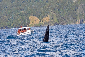 Samaná: Whale Watching and Cayo Levantado Island Tour