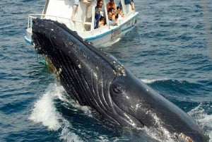 Samaná: Whale Watching and Cayo Levantado Island Tour