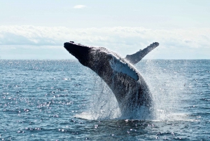 Samana: Whale Watching +Cayo levantado with Lunch Included