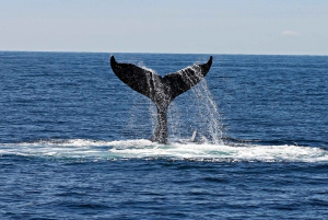 Samaná Whale Watching Expedition: An Unforgettable Excursion