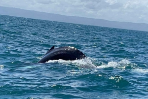 Samaná Whale Watching Expedition: An Unforgettable Excursion