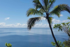 Samaná Whale Watching Expedition: An Unforgettable Excursion